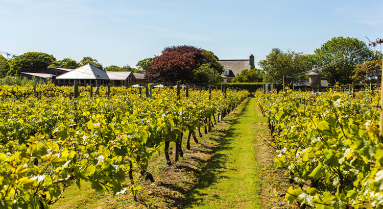 Großbritannien Jersey Weingut La Mare Wine Estate Foto Visit Jersey.jpg